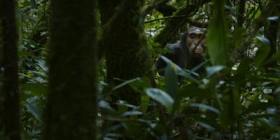 Gus is an outsider. - Chimp Empire