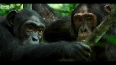 Gus can't offer protection
from a chimp like Wilson. - Chimp Empire