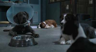 Guys, what if we can
get the key? - Strays