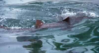 Ha-ha! Got you! Got you, ha-ha! - Mako: The Jaws of Death