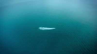 [Habib] Being hit by a Mosasaurus would be - Prehistoric Planet
