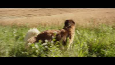 Had I been here before? - A Dog's Purpose