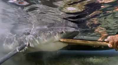 Had some of these front
teeth maybe come through it, - Shark Attack Files