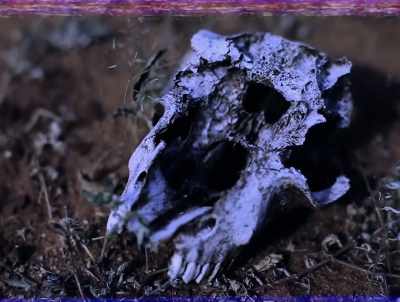 Had teeth in it. - American Werewolves