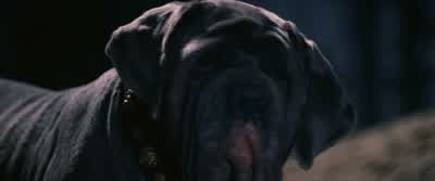 Hagrid, we know he's after the Stone. - Harry Potter and the Philosopher's Stone