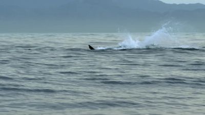 Half of all such encounters end badly for seals. - Hostile Planet