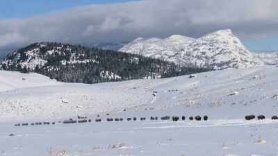 Half of them
were grazing in now - The American Buffalo