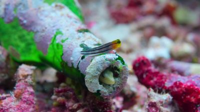 Half the fish here are barely bigger than a bottle cap. - Tiny World