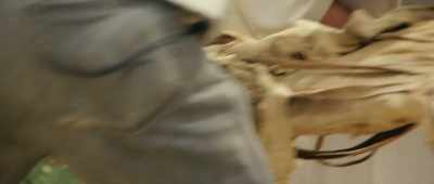 [Hamada] Like anyone else,
I've seen cats of many sizes. - Secrets of the Saqqara Tomb