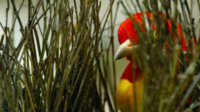 Happy with his bower, - Dancing with the Birds
