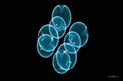 Haramein suggests protons
are really mini black holes - Thrive II: This Is What It Takes