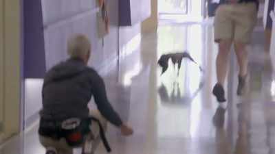 Hardy: It's really fun to take
him to the business office, - Secrets of the Zoo