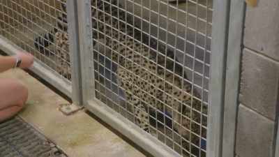 Hardy: Kesi will be getting
her actual injections - Secrets of the Zoo