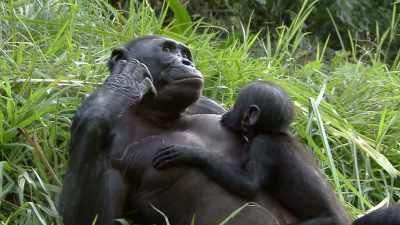 Hare: BONOBOS,
SOUTH OF THE CONGO RIVER, - Why We Hate