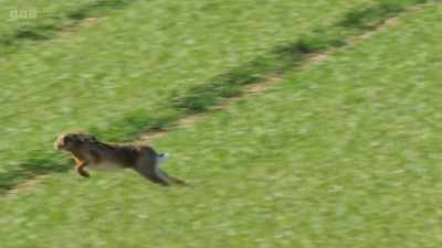 Hares are Britain's
fastest mammal, - Wild Isles