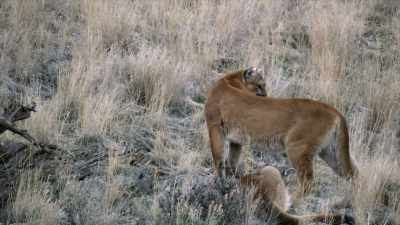 Harmlessly chasing and
pouncing on each other - Yellowstone: One-Fifty
