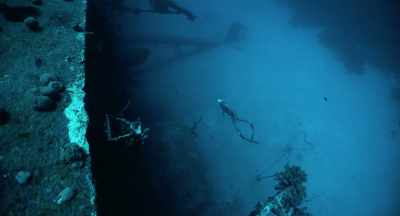 Harmony... - Freediver