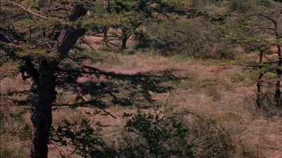 Harry! Harry! - The Snows of Kilimanjaro