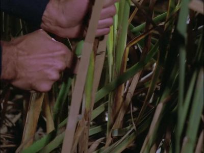 HARRY: Hollow reeds? - MacGyver