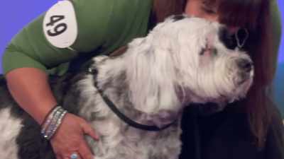 Harry, I hate to bother you, - 2022 American Rescue Dog Show