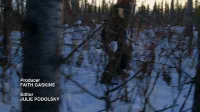 Harte: DURING THE WINTER,
EVERYTHING'S HUNGRY. - The Last Alaskans