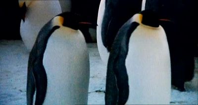Has she ever held on to a man - Farce of the Penguins