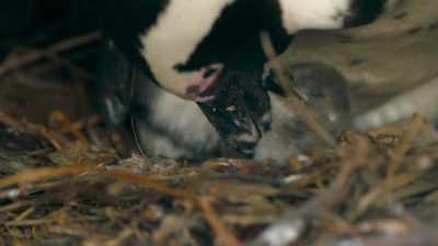 Hatchlings are born tiny, - Penguin Town