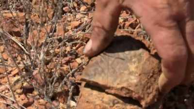 Have a look at that.
This is a fossilised leaf. - Outback Opal Hunters