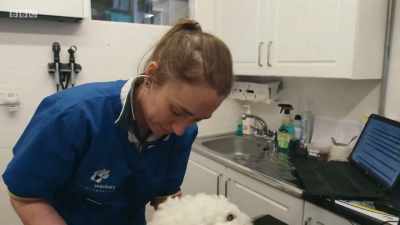 Have you been for a wee hairdo? - Mountain Vets
