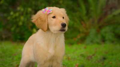 Have you ever met a
unicorn that you can't trust? - Phantom Pups