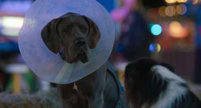 Have you ever thought about...
about taking the cone off - Strays