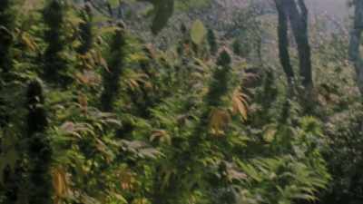 Having a cash crop, that
allowed the locals to thrive. - Sasquatch