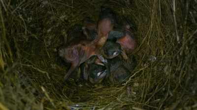 Having done so, she flew away
leaving her young to be - Attenborough's Life in Colour