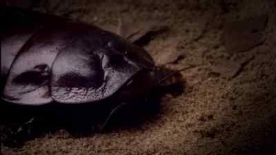 Having done so, most insects
would leave, - Micro Monsters with David Attenborough