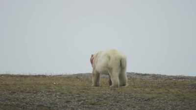 Having fought her way in... - Frozen Planet II
