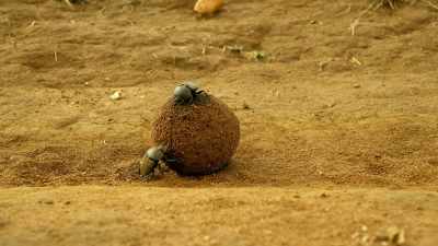 Having laid an egg inside,
they find a place to bury it. - Serengeti