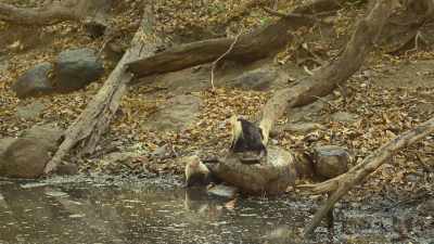 Having even one friend can be a lifesaver. - The Secret Lives of Animals