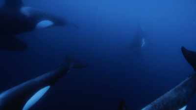 Having shared these experiences
with orca in New Zealand, - Secrets of the Whales
