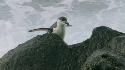Having spent the winter at sea, - Frozen Planet II