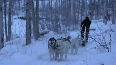 Haw. Haw.
Good boys! - Life Below Zero: Next Generation