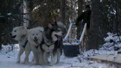 Haw! Haw!
Good boys. - Life Below Zero: Next Generation