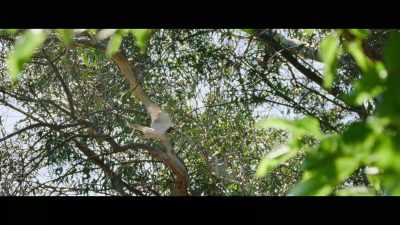 Hawks returned
to chase away the starlings. - The Biggest Little Farm: The Return