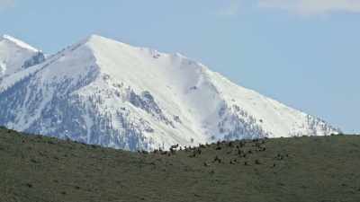 Hayden and his men weren't
here for wildlife watching - Yellowstone: One-Fifty