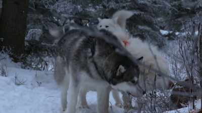 He was a little
bit elusive with it. - Life Below Zero: Next Generation