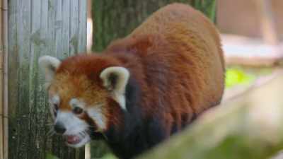 He had a major dental exam
about six months ago, - Secrets of the Zoo