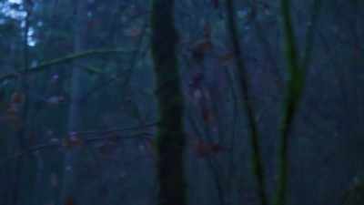 He had a shipping
line for boats, - Trees and Other Entanglements