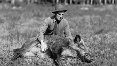 He adopted this wild boar - The American Buffalo
