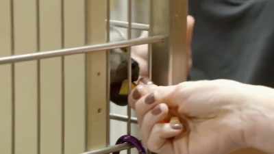 He allows us to poke the needle
into his body - Secrets of the Zoo