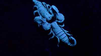 He arouses her... - Micro Monsters with David Attenborough