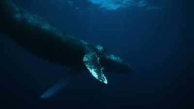 He arrived in Antarctica with his mother,  - Super/Natural